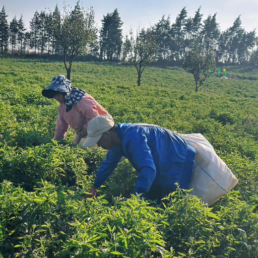 云南树上熟人参果，自然成熟，清甜爽口，汁水充沛~ 商品图3