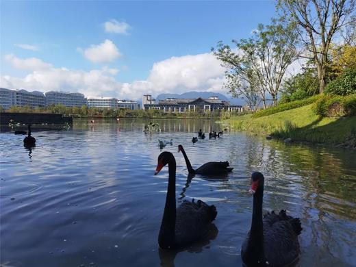 开春大促❗️顶奢度假【都江堰·青城宋品私汤别墅】周末不加价
🕍奢享240㎡复式别墅+私汤庭院 商品图6
