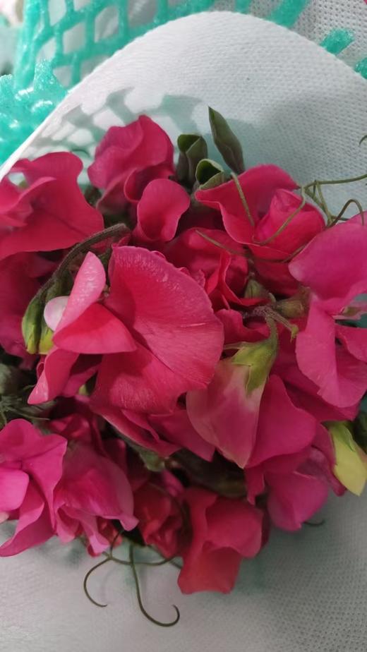 配花 | 带叶香豌豆红色 商品图0