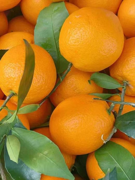 伦晚橙 商品图0