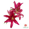 百合-布达佩斯 5枝一扎 商品缩略图0