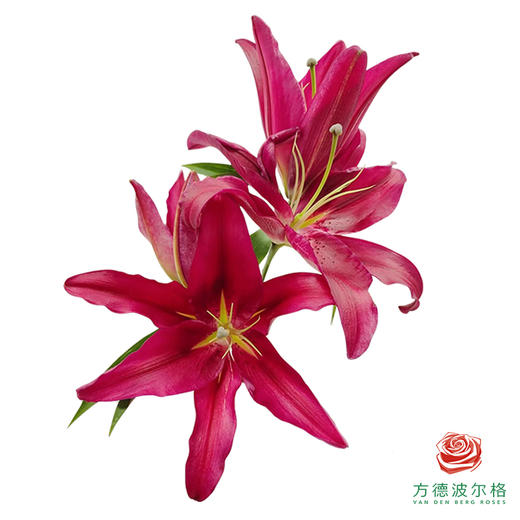 百合-布达佩斯 5枝一扎 商品图0