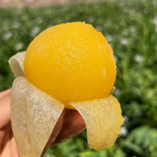 云南树上熟人参果，自然成熟，清甜爽口，汁水充沛~ 商品图2