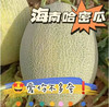 海南哈密瓜，皮薄，香甜，越吃越快乐！净7斤，三粒装 商品缩略图2