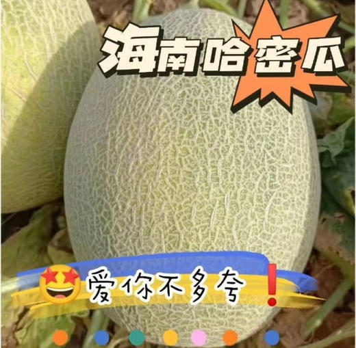 海南哈密瓜，皮薄，香甜，越吃越快乐！净7斤，三粒装 商品图2