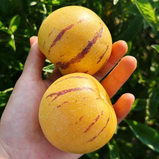 云南树上熟人参果，自然成熟，清甜爽口，汁水充沛~ 商品图1