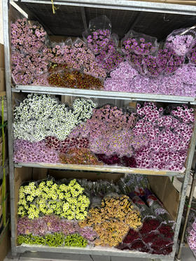 小菊 挑色朋友圈选色