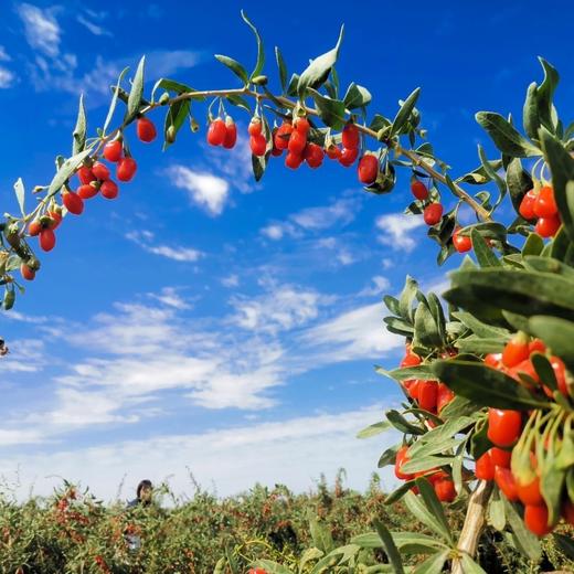 🔴有机红枸杞 自然晾晒  非烘干   无硫熏  不使用亚纳（着色、防腐） 商品图5