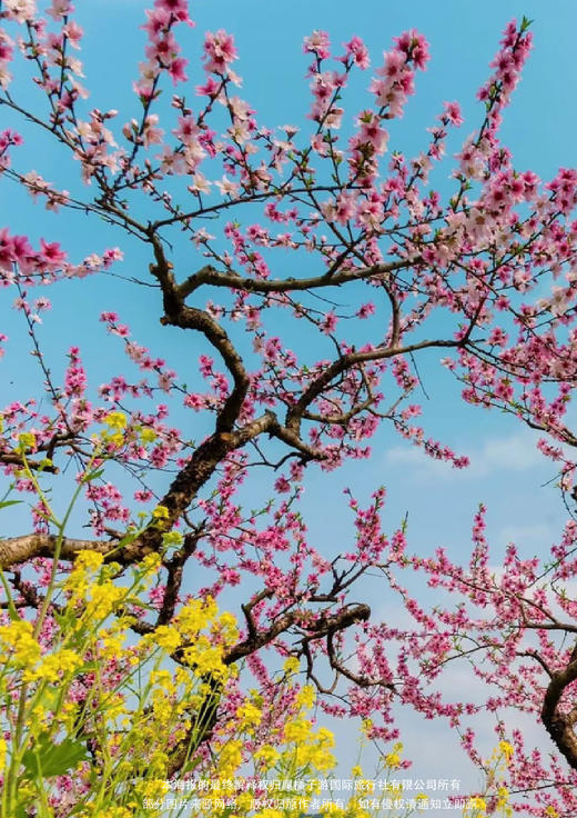 【世外桃源】 韶关“世外桃源”九峰花海 金鸡岭 云门山 纯玩3天 商品图1