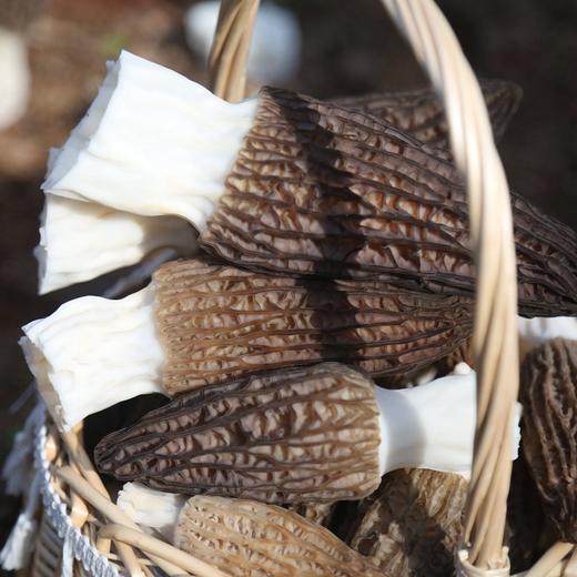 郧阳区新鲜羊肚菌 250g  【十堰主城区包邮】 商品图1