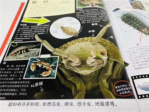 DK虫虫动物园 商品图7