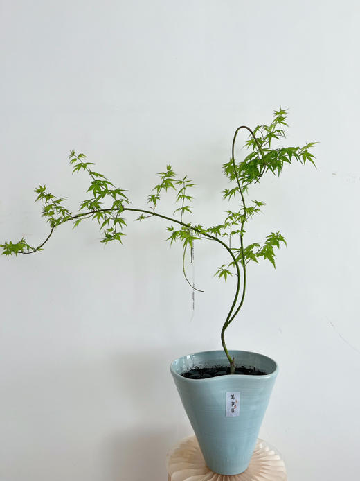 流泉枫盆栽（每盆形态不同，介意慎拍） 商品图5