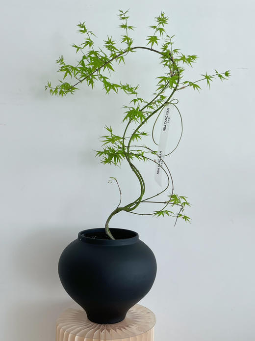 流泉枫盆栽（每盆形态不同，介意慎拍） 商品图6