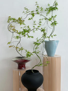 流泉枫盆栽（每盆形态不同，介意慎拍）