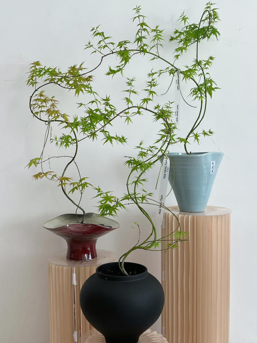 流泉枫盆栽（每盆形态不同，介意慎拍） 商品图0