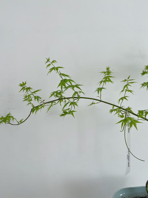 流泉枫盆栽（每盆形态不同，介意慎拍） 商品图4