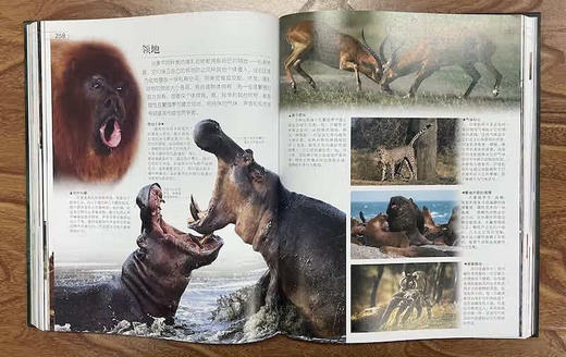 DK探索百科：生命寒假阅读寒假课外书课外寒假自主阅读假期读物 商品图7