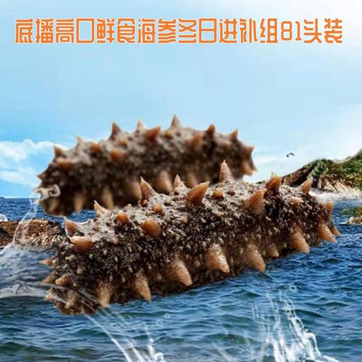 电视推荐【优选5年】正宗大连辽刺参鲜食海参 新春特惠6头大海参滋补组 商品图2
