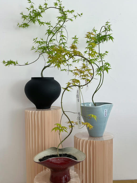 流泉枫盆栽（每盆形态不同，介意慎拍） 商品图1