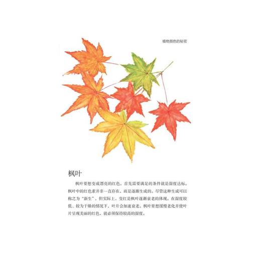 请和门外的花坐一会儿 商品图4