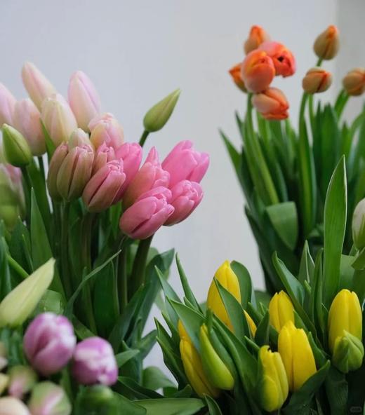 年宵花卉郁金香鲜切花10支 商品图2