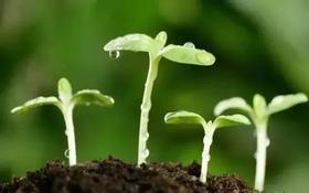  艾灸是妇科神器，吃药不管用的它也有效！ 