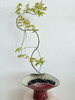 流泉枫盆栽（每盆形态不同，介意慎拍） 商品缩略图3