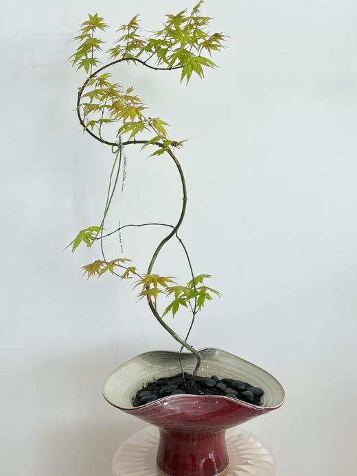 流泉枫盆栽（每盆形态不同，介意慎拍） 商品图3