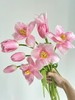年宵花卉郁金香鲜切花10支 商品缩略图7