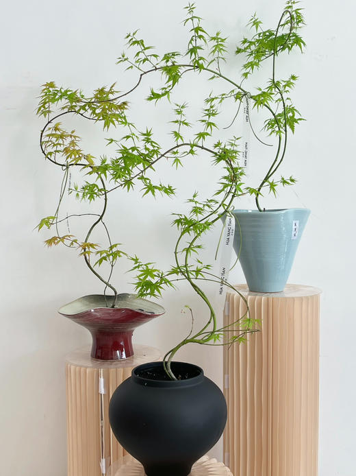 流泉枫盆栽（每盆形态不同，介意慎拍） 商品图2