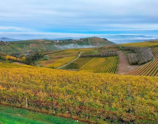 Vinous: 95 潘丽赛罗酒庄芭芭罗斯图林红葡萄酒 2018 意大利 Pelissero “Tulin” Barbaresco DOCG 商品图2