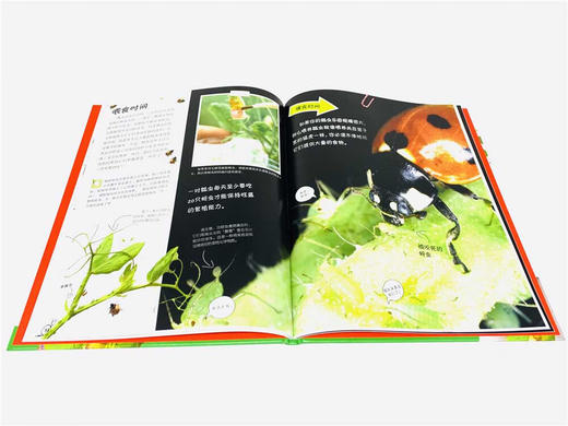 DK虫虫动物园 商品图4