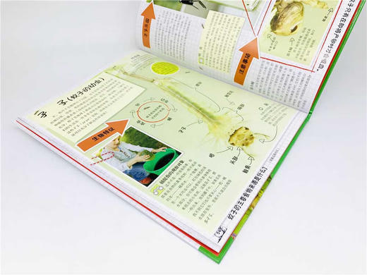 DK虫虫动物园 商品图5