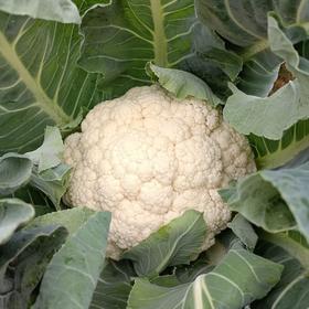 【生鲜预定】百花 洋花菜