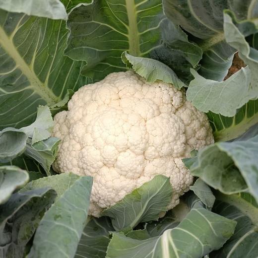 【生鲜预定】百花 洋花菜 商品图0