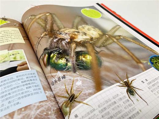 DK虫虫动物园 商品图6