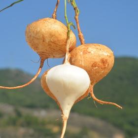 【生鲜预定】土瓜