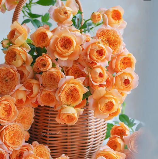 果汁阳台泡泡，多头玫瑰，一束10支 商品图2