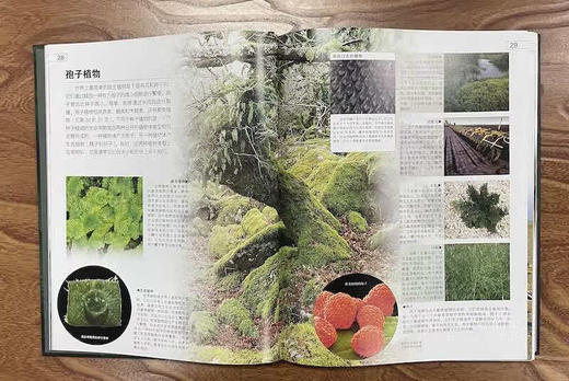 DK探索百科：生命寒假阅读寒假课外书课外寒假自主阅读假期读物 商品图4