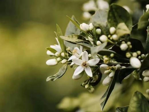 【买2件减10元】【奕虹定制】芳疗师手工车载香薰石膏挂件】车载香薰石膏挂件，心想事“橙”，茉遇微熏 商品图4