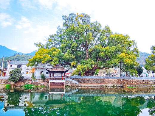 【婺源徒步2日】小众古村徒步线路の井坞-珊厚-庆源-虹关--察关-打卡婺女洲/弦高古城 商品图4