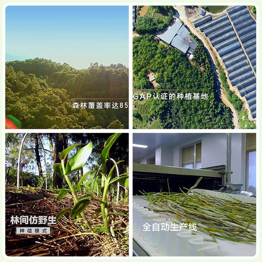 滋仙草 紫皮石斛原浆饮 30ml*7袋 商品图2