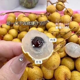 泰国龙眼【特大果】 |进口水果