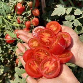攀枝花露天小番茄【2025年自有种植基地，种植面积不大，量有限，全靠抢】
