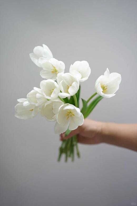 年宵花卉郁金香鲜切花10支 商品图10