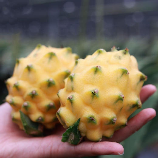 [屁侠推荐]燕窝果 A级精品黄金火龙果 米容/孕妇水果 甜度23度+ 营养丰富 商品图4