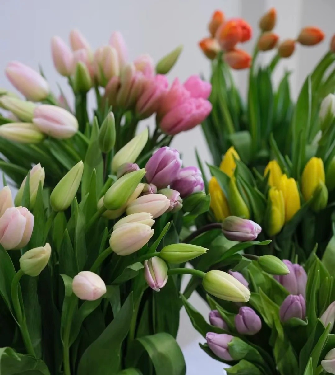 年宵花卉郁金香鲜切花10支