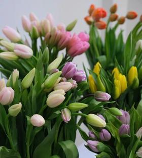 年宵花卉郁金香鲜切花10支
