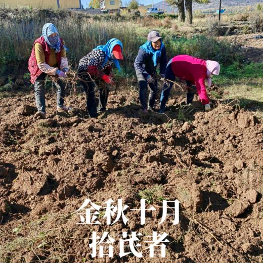 【积分兑换】010黄芪 金盏银盘 豆香浓郁 菊花心清晰可见 干嚼甘甜 商品图4