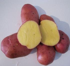 【生鲜预定】青薯九号土豆